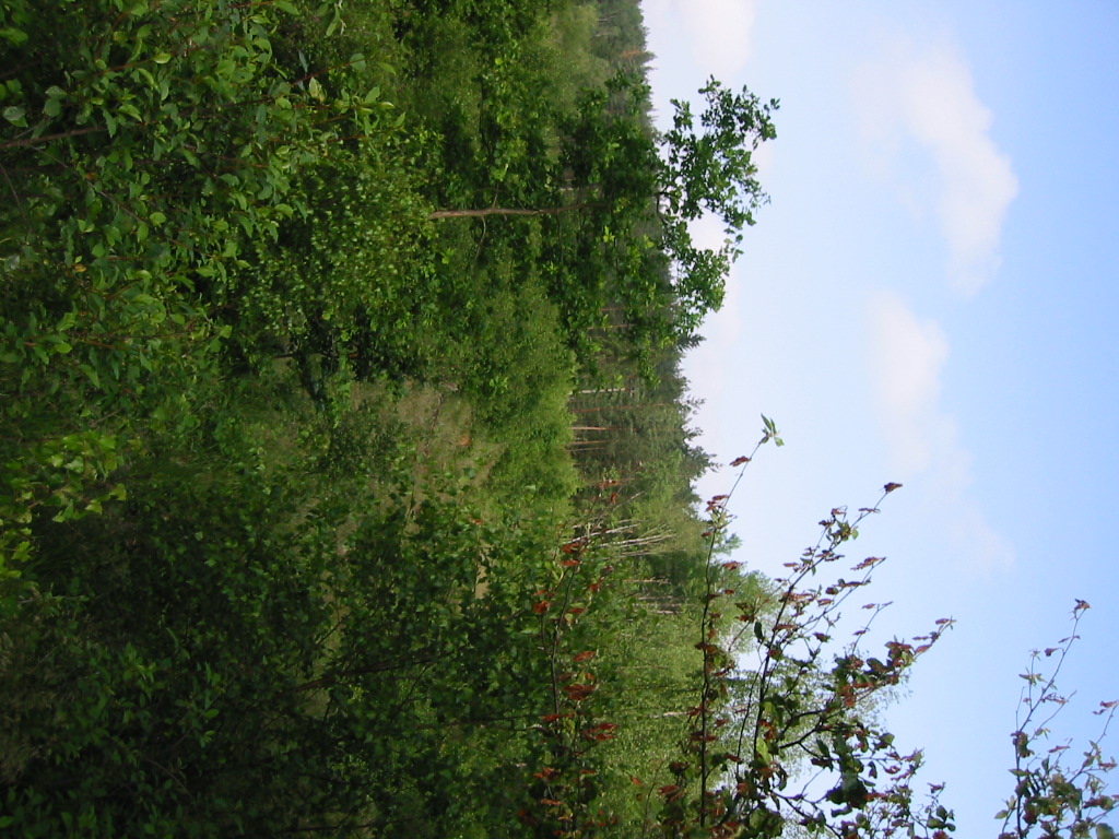 IMG_8790.JPG